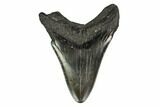 Fossil Megalodon Tooth - South Carolina #149399-1